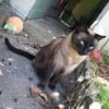 Photo de Chocolat, Siamois