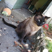 Photo de profil de Chocolat