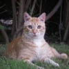 Photo de Gribouille
