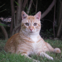 Photo de profil de Gribouille