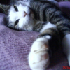 Photo de Kikou