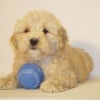Photo de Athena
