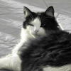 Photo de Gribouille