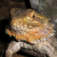 Photo de profil de Maurice