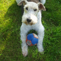 Photo de profil de Foxie