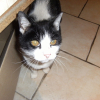 Photo de Choupette
