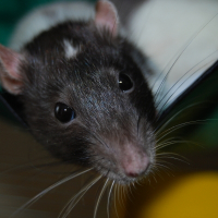 Photo de profil de Princesse rita