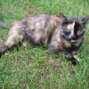Photo de Brownie