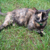 Photo de profil de Brownie