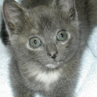 Photo de profil de Samba