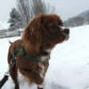 Photo de Dj pinceau, Cavalier King Charles Spaniel