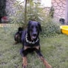 Photo de Chana