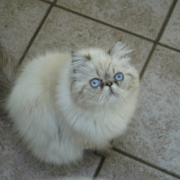 Photo de profil de Divine idylle