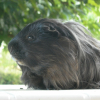 Photo de Ratatouille