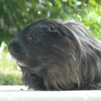 Photo de profil de Ratatouille