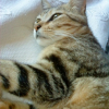 Photo de Marley