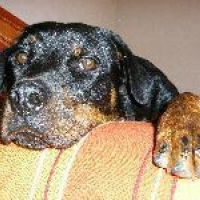 Photo de profil de Anji