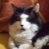 Photo de Moustache