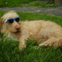 Photo de profil de Vanille