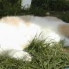 Photo de Nutsy