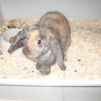 Photo de profil de Pinpin