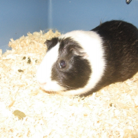 Photo de profil de Kya