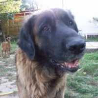 Photo de profil de Baloo