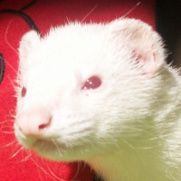 Photo de profil de Anya