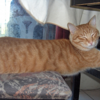 Photo de profil de Peanut's