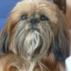 Photo de Pollux