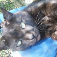 Photo de profil de Mixy