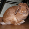 Photo de Lulue, Lapin