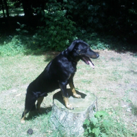 Photo de profil de Sherkan