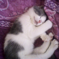 Photo de profil de Luna
