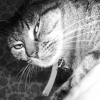 Photo de Chatoune