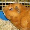 Photo de Kanel, Cochon d’Inde