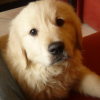 Photo de Junior, Golden Retriever