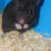 Photo de profil de Canaille
