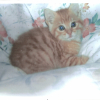 Photo de Docil