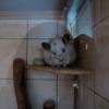 Photo de Achile , Chinchilla