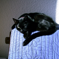 Photo de profil de Baguera