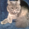 Photo de Frimousse, Angora Turc