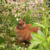 Photo de Cosette, Lapin