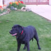 Photo de Wisky