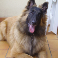 Photo de profil de Dusty