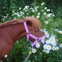 Photo de profil de Ulcia du moulin