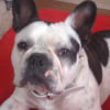 Photo de Domino