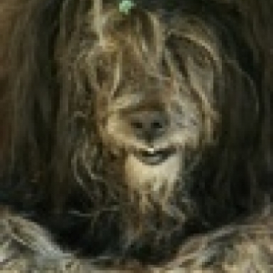 Photo de profil de Droopy