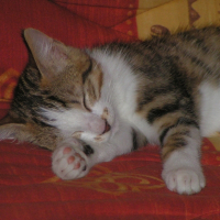 Photo de profil de Mimi