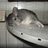 Photo de Pom, Chinchilla